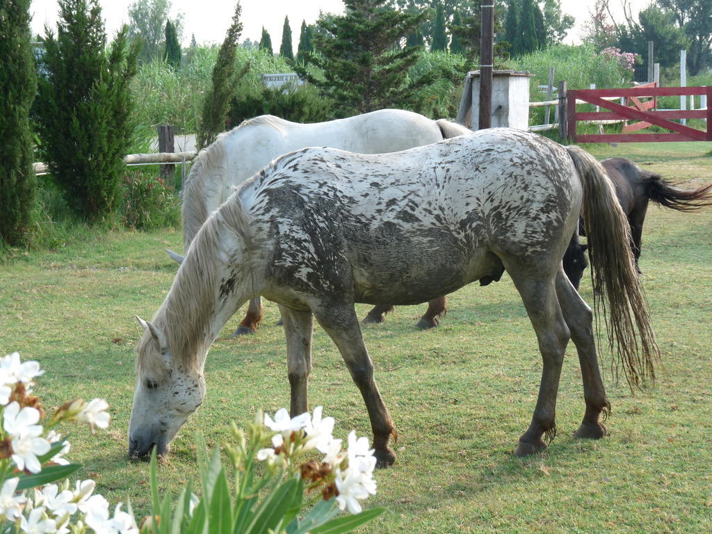 AlbaronBergerie D'Alivon En Camargue住宿加早餐旅馆 外观 照片